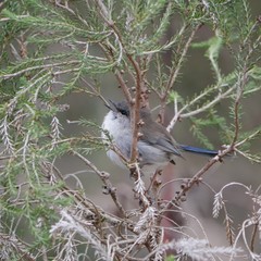 Malurus cyaneus leggei
