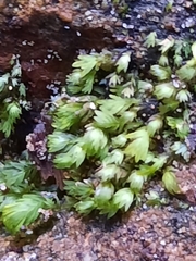 Fissidens asplenioides