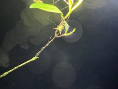 Micrathena crassispina