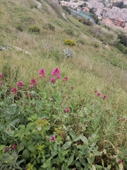 Centranthus ruber