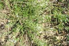 Thesium ramosum