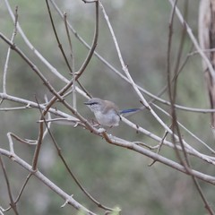 Malurus cyaneus leggei