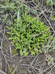 Sedum acre