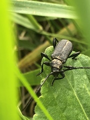 Ropalopus macropus