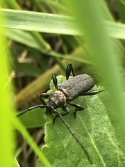 Ropalopus macropus