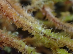 Chandonanthus squarrosus