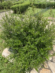 Serissa