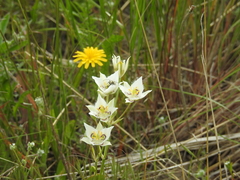 Calochortus lyallii