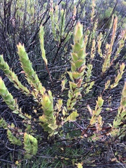 Mimetes capitulatus