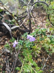 Barleria obtusa