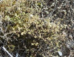Thymus calcareus