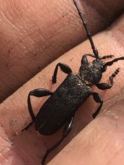 Ropalopus macropus