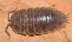 Porcellio laevis
