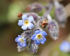 Myosotis