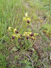 Ophrys fusca