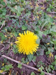 Taraxacum officinale