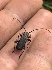 Ropalopus macropus