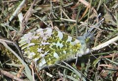 Anthocharis cardamines