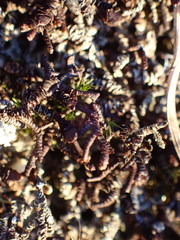 Frullania squarrosula