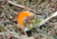 Anthocharis cardamines