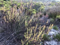 Mimetes capitulatus