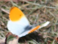 Anthocharis cardamines