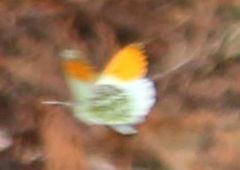 Anthocharis cardamines