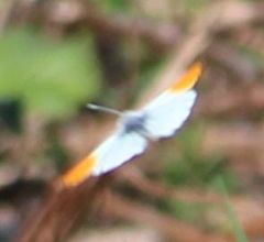 Anthocharis cardamines