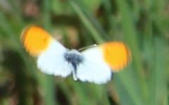 Anthocharis cardamines