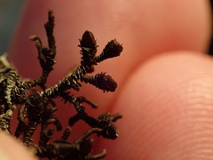 Frullania squarrosula