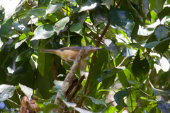 Colluricincla boweri