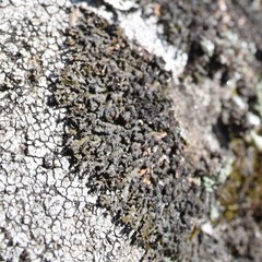 Xanthoparmelia verruculifera