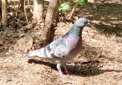 Columba livia domestica