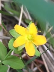 Hypericum anagalloides