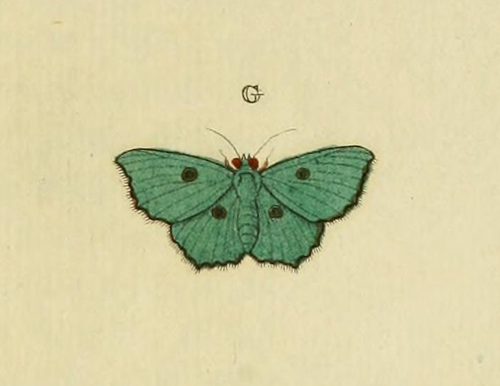 Hyphalia
