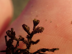 Frullania squarrosula