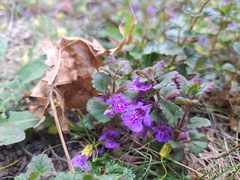 Glechoma hederacea