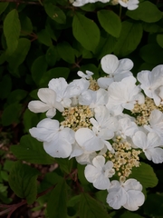 Viburnum plicatum