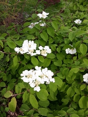 Viburnum plicatum