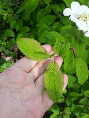 Viburnum plicatum