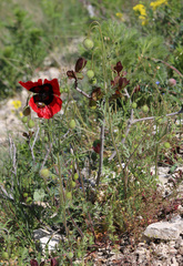 Papaver pavoninum