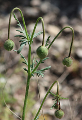 Papaver pavoninum