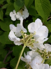Viburnum plicatum