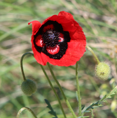 Papaver pavoninum