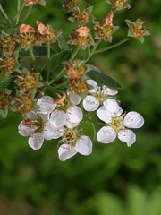 Magnoliopsida