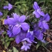 Blue Bushviolet - Photo (c) kimsza, some rights reserved (CC BY-NC)