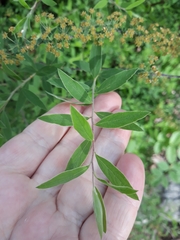Magnoliopsida