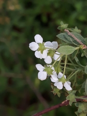 Magnoliopsida