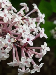 Syringa vulgaris