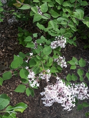 Syringa vulgaris